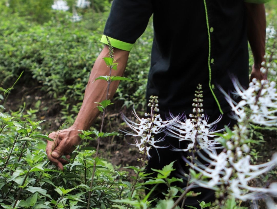 Kegiatan Panen di Eduwisata Kebun Herbal