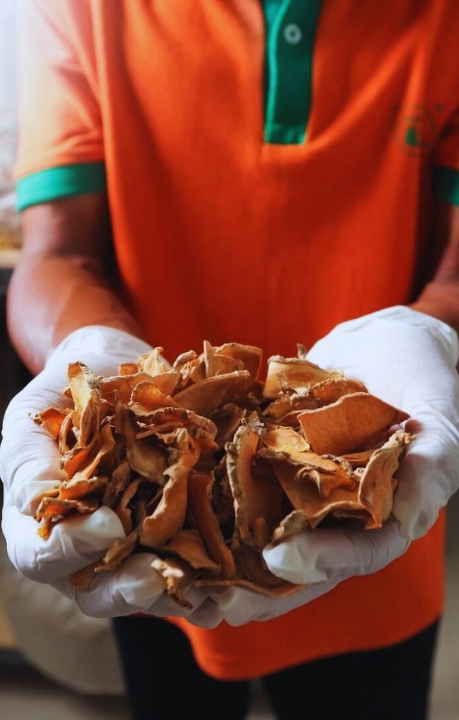 Proses Sorting Bahan Baku Herbal