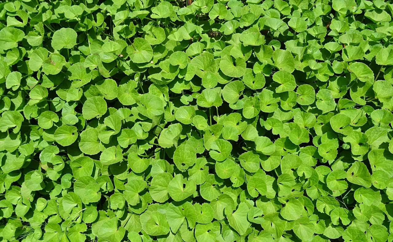 Perbanyakan Tanaman Pegagan Centella Asiatica
